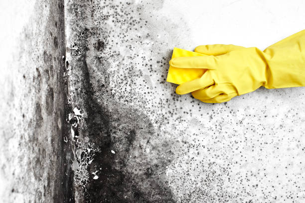 Best Industrial Mold Remediation in Gordonsville, TN