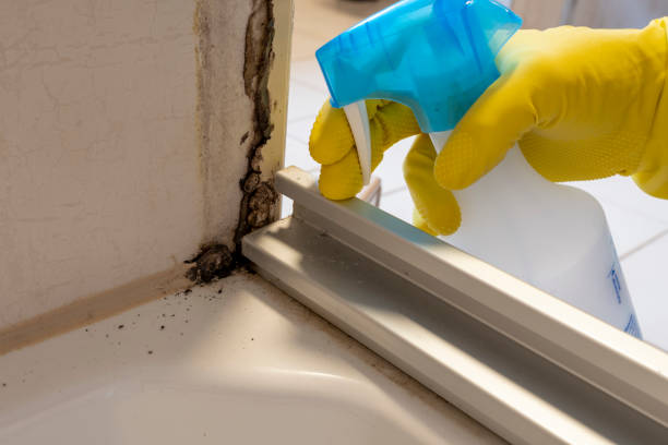 Best Basement Mold Remediation in Gordonsville, TN