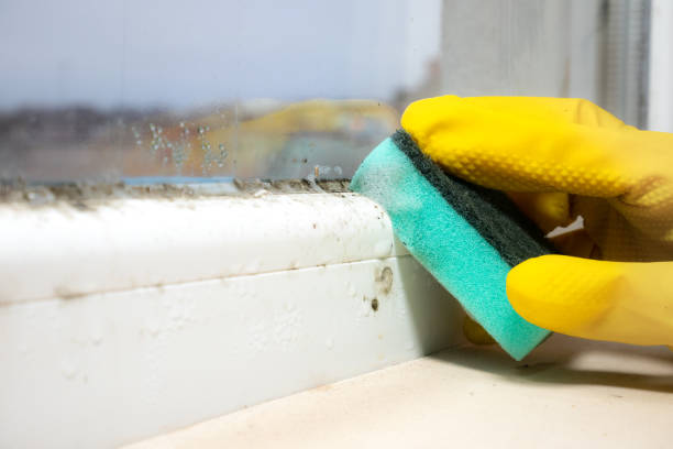 Best Kitchen Mold Remediation in Gordonsville, TN