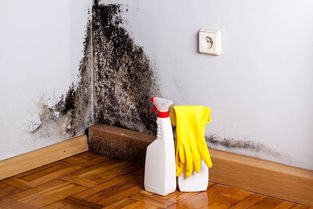 Best Residential Mold Remediation in Gordonsville, TN