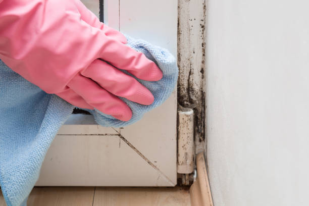 Best DIY Mold Remediation Support Services in Gordonsville, TN